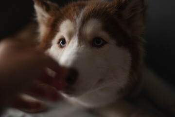 siberian husky dog portrait