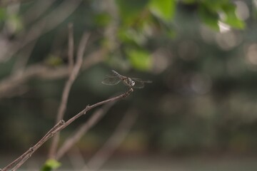 dragonfly on a branch