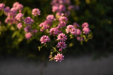 flowers in the garden