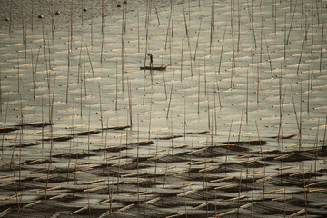 Farmers work at a seaweed farm in Xiapu county, China's Fujian province  © gnomeandi