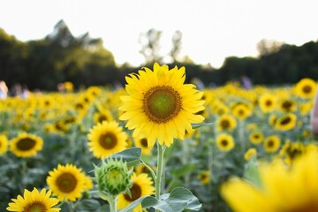 sunflower field with sky background