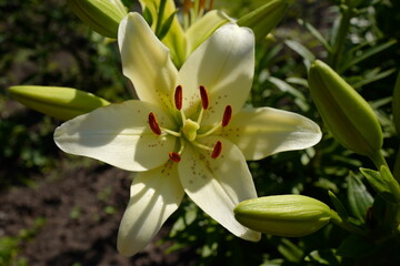 White lily flower with pistils and stamens in the garden