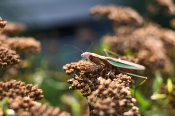 praying mantis on plant