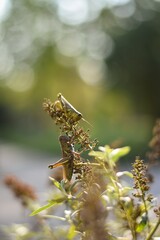 grasshoppers on plant