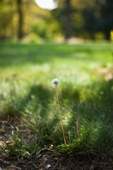dandelion in the sunlight