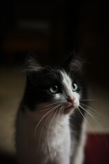 portrait of a black and white cat 