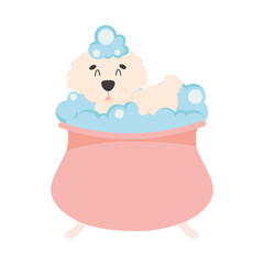 cute poodle in bathtub