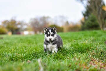 Obraz premium Siberian husky puppy in the grass