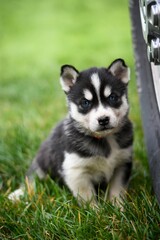 Naklejka na ściany i meble Siberian husky puppy in the grass
