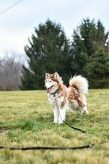wooly Siberian husky in the grass