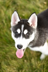 Siberian husky puppy in the grass