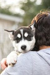 Siberian husky puppy being held