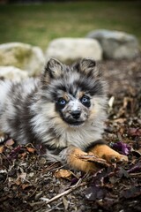 blue merle Pomeranian puppy