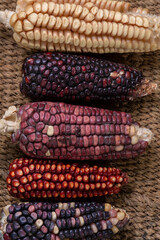 Maiz criollo mexicano