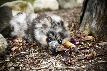 Obraz premium blue merle Pomeranian puppy