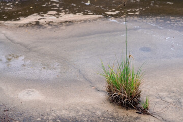 A handful of grass grew between the cracks in the cement floor. for survival try to insert keep growing