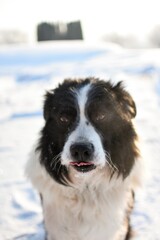 black and white dog in snow ( Border Collie / Australian Shepherd / Bernese Mountain Dog mix)