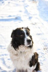 black and white dog in snow ( Border Collie / Australian Shepherd / Bernese Mountain Dog mix)