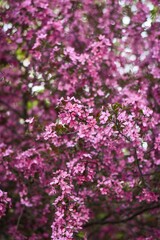 pink blossom