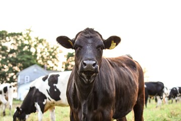 black and white cows in a field