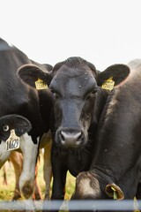 black and white cows in a field