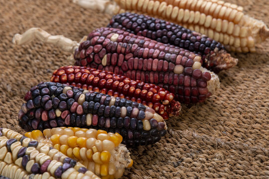 Maiz criollo mexicano