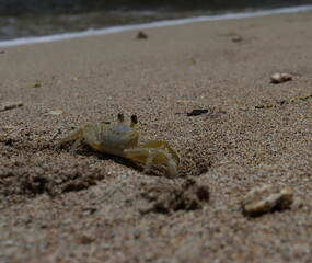 Pequeño cangrejo buscando su refugio