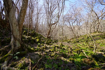 a lonely autumn forest with bare trees and vines
