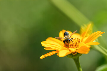 Bee and flower. Close up of a large striped bee collecting pollen on a yellow flower on a Sunny bright day. Summer and spring backgrounds