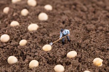 Farmers planting soybeans into the soil