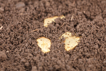 A corner of the gold buried in the soil leaks