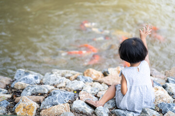 Feeding koi carp fishes at nature pond.