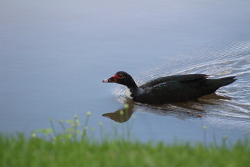 Muscovy Duck on Water