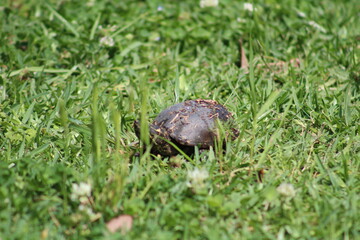 Turtle in Grass