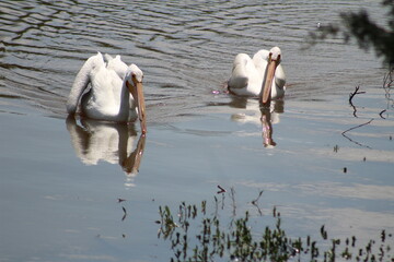 American White Pelicans
