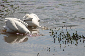 American White Pelicans Diving