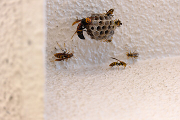 スズメバチに襲われるアシナガバチの巣