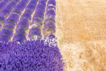  texture ou arrière plan avec un contraste entre un champ de lavande et un champ de blé © Seb_Pochet
