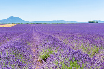 Fototapeta na wymiar Panorama sur un champ de lavande en Provence