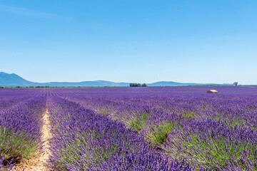 Fototapeta na wymiar Champs de lavande en Provence