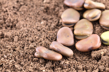 A pile of big broad bean seeds on soil