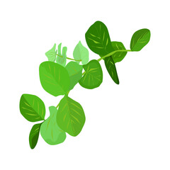 Fototapeta premium Eucalyptus silver dollar tree leaves natural branches with green leaves tropical pattern, watercolor style. Vector decorative cute elegant illustration of greenery isolated white background