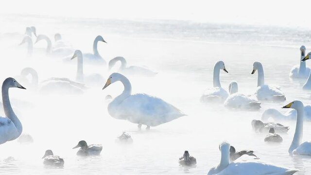 冬の湖畔に集う白鳥