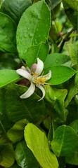 Beautiful  flower of green lemon, a macro  photo