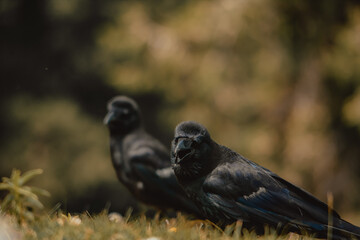 Obraz premium A Spooky Crow Sitting In The Forest