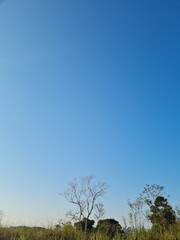 Obraz premium tree in the field