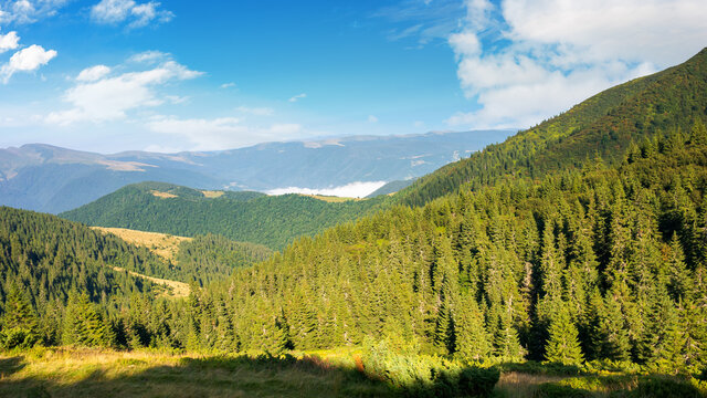 idyllic mountain scenery in morning light. evergreen trees on the steep hills. wonderful summer landscape of carpathians with gorgeous cloudscape on the blue sky