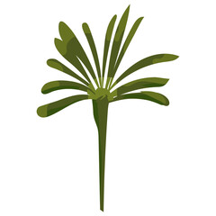 Palm tree tropical. Exotic floral plant with leaves isolated. Vector