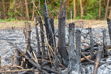  Bamboo tree burns, but only the stump, The bamboo tree died because of the fire.