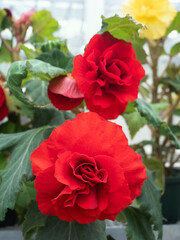 大輪のベゴニアの花